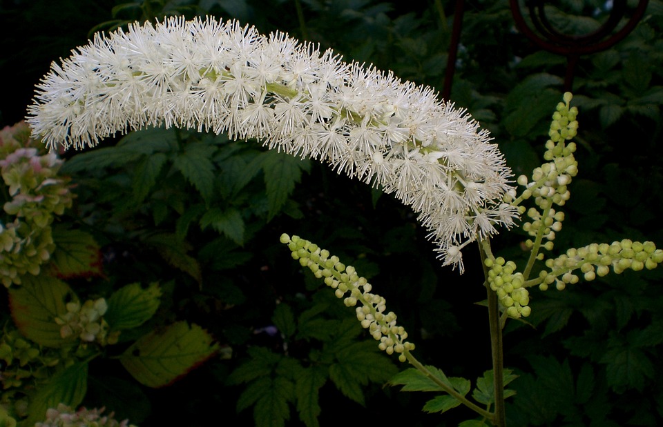 black cohosh for ovarian cysts