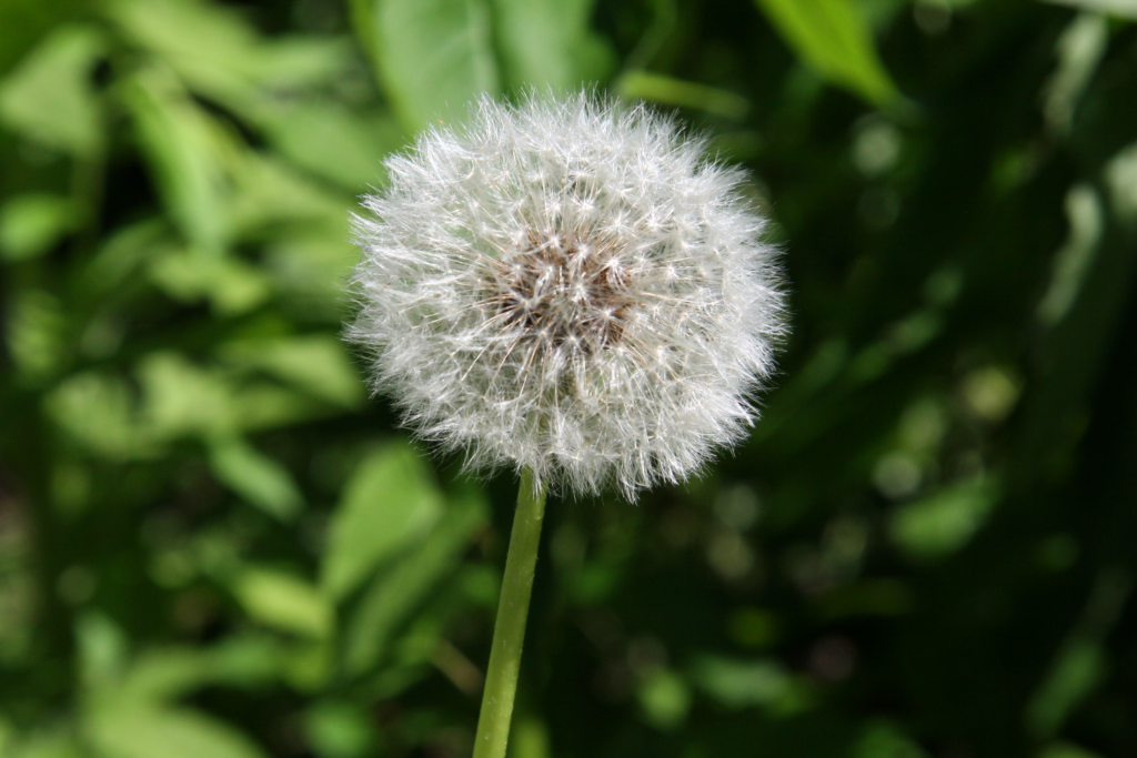 dandelion for ovarian cysts
