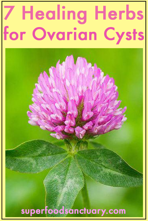 With these 7 healing herbs for ovarian cysts, you can help balance hormones and get cyst-free fast using natural means!