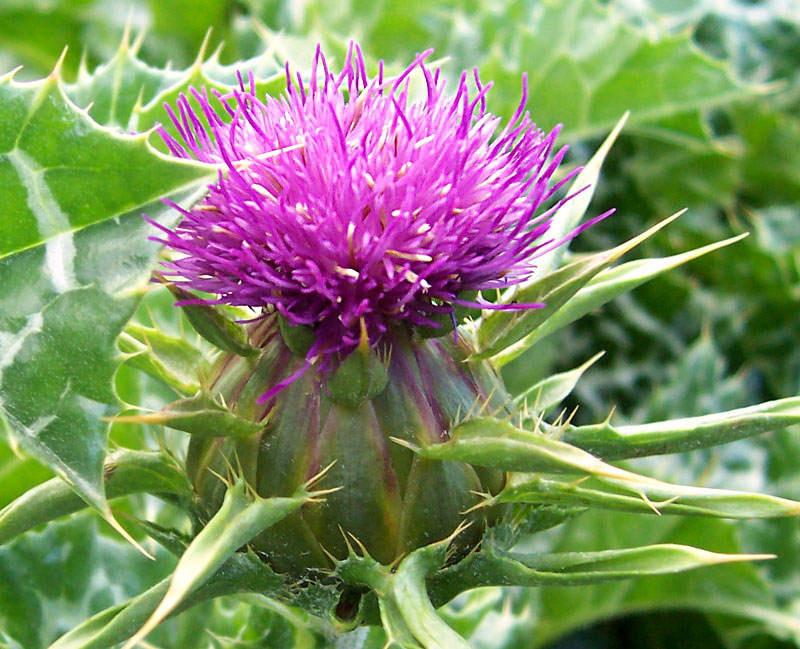 milk thistle for ovarian cysts