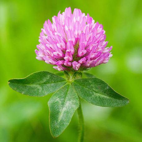 red clover for ovarian cysts