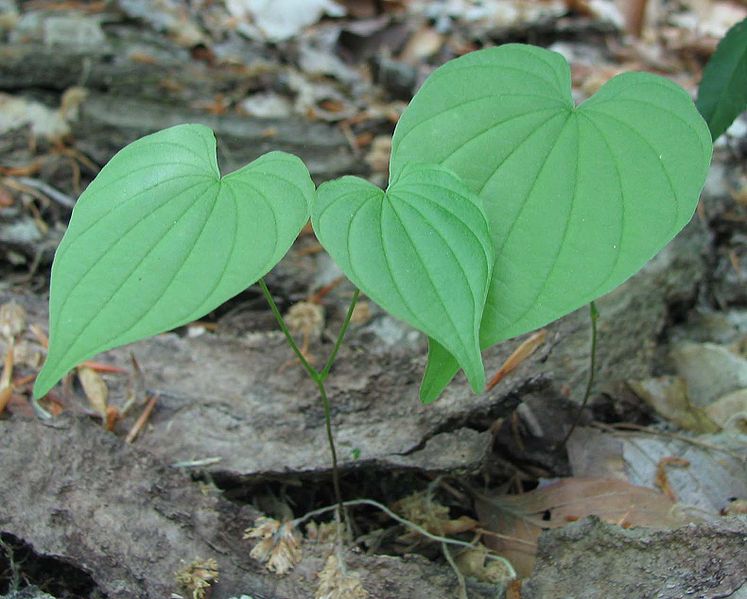 wild yam for ovarian cysts