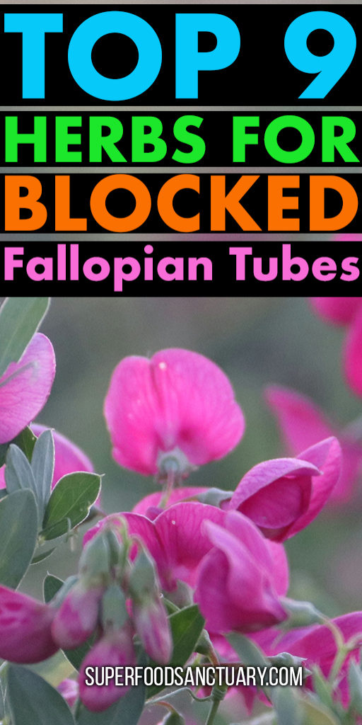 Blocked fallopian tubes account for about 40% of female infertility cases. Let’s learn how to unblock fallopian tubes naturally with herbs in this article.