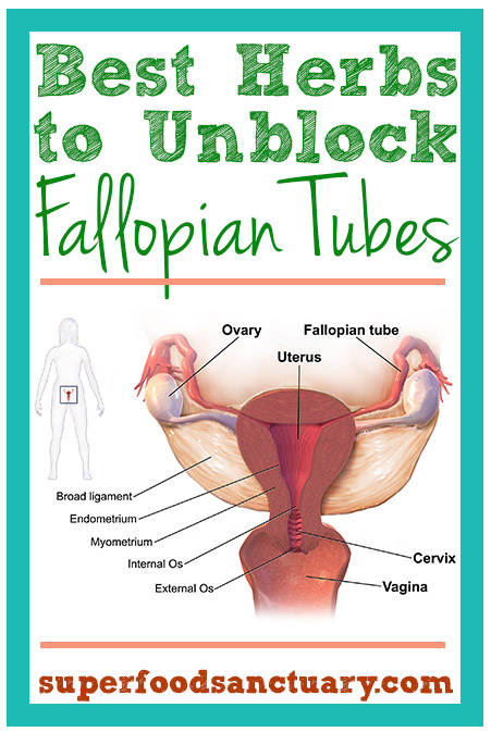 Blocked fallopian tubes account for about 40% of female infertility cases. Let’s learn how to unblock fallopian tubes naturally with herbs in this article.