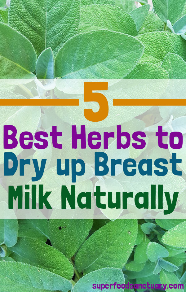 Some of the most popular herbs that help in drying up breast milk are: