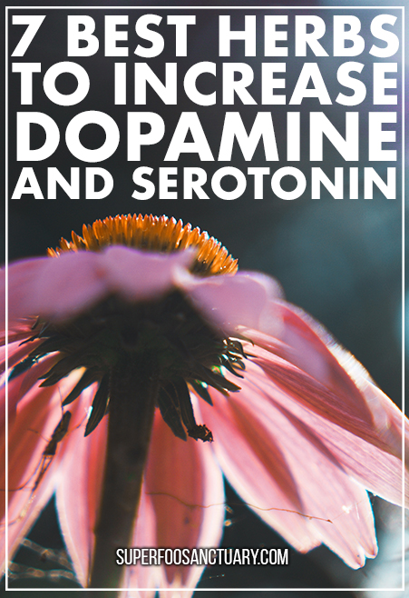 In this post, learn the top 7 herbs to increase dopamine and serotonin production naturally, without the use of drugs.﻿