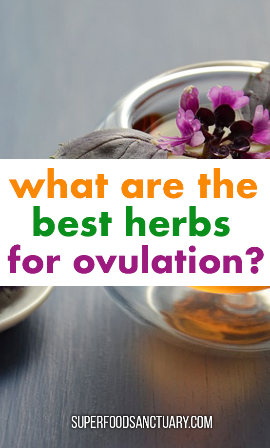 Ovulation is a very important process when you are a female and are looking to get pregnant soon. If you are not ovulating regularly, then you should definitely try using herbs that promote ovulation! We shall explore them in this article! 