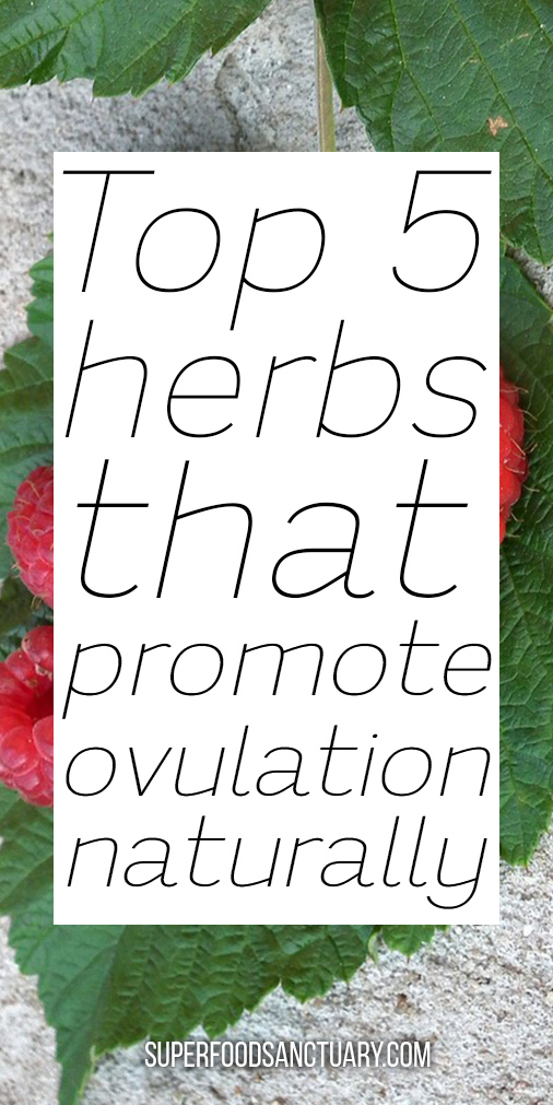 Ovulation is a very important process when you are a female and are looking to get pregnant soon. If you are not ovulating regularly, then you should definitely try using herbs that promote ovulation! We shall explore them in this article! 